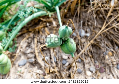 Close-up of green seedpods of sea daffodil with dry stems against a backdrop of sand and straw