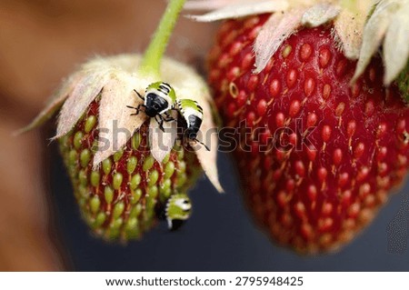 Close-up of green shield bug, Palomena prasina nymphs on strawberries.