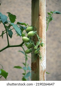 Close-up Of Green Small Tomatoes Above The Wooden Post Of A Raised Bed