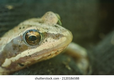 Close-up Green Striped Frog Crawls Out Of The Ground After Hibernation