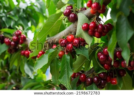 Closeup of green sweet cherry tree branches with ripe juicy berries in garden. Harvest time