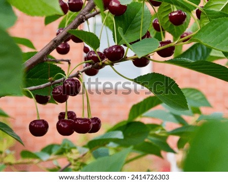 Closeup of green sweet cherry tree branches with ripe juicy berries in garden. arvest time