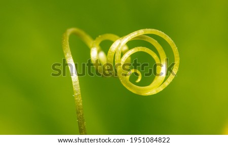 Similar – Image, Stock Photo Heart of a grain in a barley field