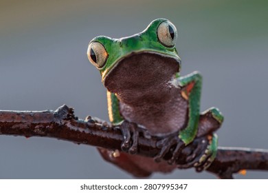 Close-up of a green tree frog with large eyes sitting on a thin branch at sunset treefrog amphibian