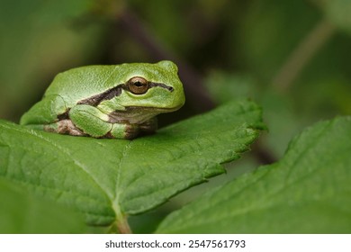 Close-up of a green tree frog resting on a leaf, showcasing its vibrant color and texture in a natural setting. - Powered by Shutterstock