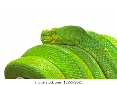 Closeup Green Tree Python Coiled Around a Branch Isolated on White Background with Clipping Path