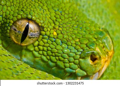 Royalty Free Reptile Eye Stock Images Photos Vectors Shutterstock