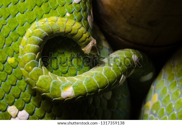 Closeup Green Tree Python Morelia Viridis Stock Image Download Now