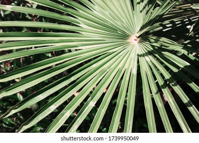 Closeup Green Tropic Palm Leaf Background. Summer Desktop Screen Saver. Beautiful Natural Details. Floral Pattern