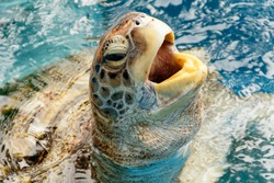 Close-up Of A Green Turtle's Head, Specimen Photographed In Captivity