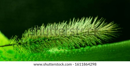 Similar – Image, Stock Photo poppy seed detail Poppy