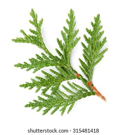 Closeup Of Green Twig Of Thuja The Cypress Family On White Background