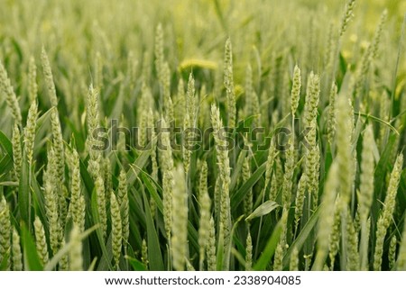 close-up of green winter wheat in the garden