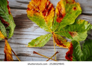 Close-up of green and yellow chestnut autumn leaves scattered on a rustic wooden surface. The leaves show the natural transition of colors as the season changes, reflecting the beauty of autumn. - Powered by Shutterstock