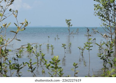 Close-up of the green young mangrove trees plant at Koh Chang Island,Thailand. Young mangrove growing from salty water on supporting roots at low tide