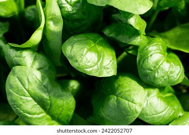 Close-up of green young spinach growing in open ground. Diet food, healthy vegetables and herbs. - Powered by Shutterstock