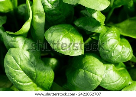 Close-up of green young spinach growing in open ground. Diet food, healthy vegetables and herbs.