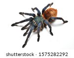 Closeup of greenbottle blue tarantula spider Chromatopelma cyaneopubescens from Venezuela