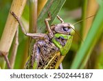 close-up of a green-brown fierce grasshopper of the species wart-biter on a blade of grass