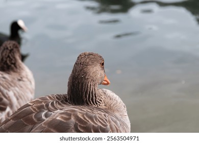 A Close-Up of a Grey Goose Near Water