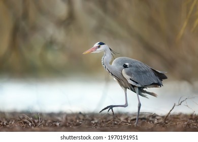 Close-up Of A Grey Heron (Ardea Cinerea) Walking Along A River Bank, UK.