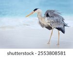 A closeup of a grey heron on a beautiful Maldivian beach