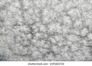 Close-up Of Grey Horse Fur With Dapple. Abstract Background Texture