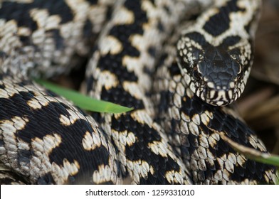 Closeup Of A Grey Male Common European Viper With Black Zigzag Stripe On The Back Laying Coiled In The Grass For Warming Up The Body