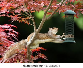 Close-up of a Grey Squirrel eating from a bird feeder on a colorful Japanese Maple tree - Powered by Shutterstock