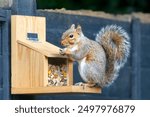 Close-up of a grey squirrel eating nut on a squirrel feeder