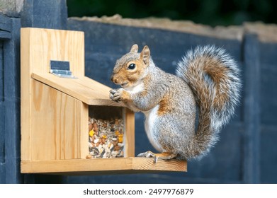 Close-up of a grey squirrel eating nut on a squirrel feeder