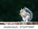 A close-up of a Grey Squirrel (Sciurus carolinensis) holding and eating a green acorn while perched on a tree stump, UK