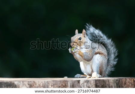 A close-up of a Grey Squirrel (Sciurus carolinensis) holding and eating a green acorn while perched on a tree stump, UK