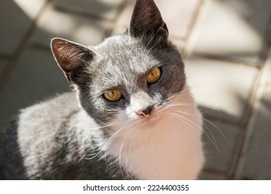 Closeup of grey, white cat muzzle with green serious eyes