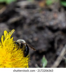 Close-up of a grey-backed mining bee collecting nectar from the yellow flower on a dandelion plant that is growing on a lawn on a warm day in June with a blurred background.