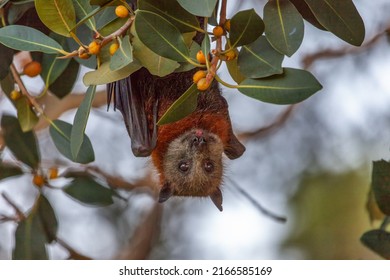 Close-up of a Grey-headed flying-fox, Pteropus poliocephalus, perched upside down on a fig tree laden with fruit, in Centennial Park, Sydney, Australia. Looking at the camera with its tongue out. - Shutterstock ID 2166585169