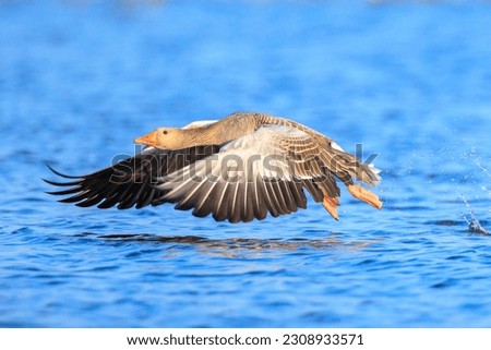 Closeup of greylag goose, Anser Anser, in flight above the water surface on a sunny day with clear blue sky