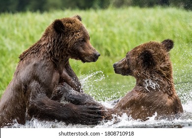 A closeup of Grizzly bears playing together in water in the Khutzeymateen Grizzly Bear Sanctuary, Canada - Powered by Shutterstock