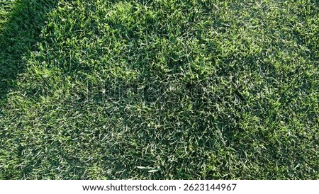 Close-up of ground texture with small leafy weeds and mixed grass under soft sunlight, ideal for organic backgrounds.