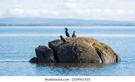 A closeup of group of aquatic cormorant birds perched on rock in the sea on sunny day - Powered by Shutterstock