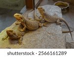 Closeup of group of Central bearded dragon lizard in aquarium in Zoological Park Saint Martin la Plaine, France