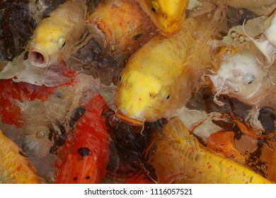 Close-up Group Of Colorful Carp Fish On Top View Pond In The National Park, Crowd Of Marine Life Animal Swim On Surface Of Water Backgrounds For Home Decoration