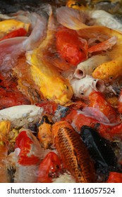 Close-up Group Of Colorful Carp Fish On Top View Pond In The National Park, Crowd Of Marine Life Animal Swim On Surface Of Water Backgrounds For Home Decoration