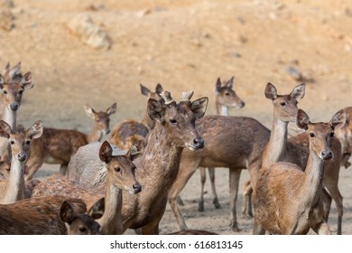 Close-up a group of deer (selective Focus)