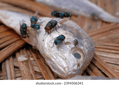 Close-up of a group of flies on a dead fish. - Shutterstock ID 2394506341