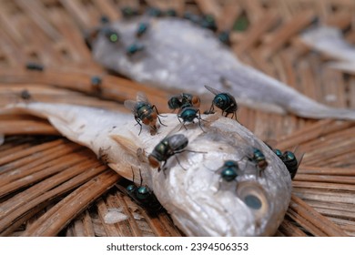 Close-up of a group of flies on a dead fish. - Shutterstock ID 2394506353