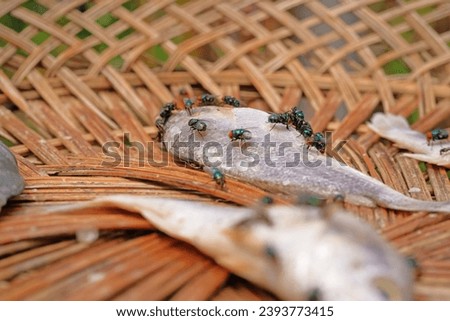 Close-up of a group of flies on a dead fish. Foto stock © 