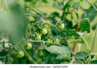 Closeup Group Of Green Tomatoes Growing In Greenhouse. Agriculture Concept. Eco Product. Small Green Unripe Cherry Tomatoes Hanging On A Thick Vine