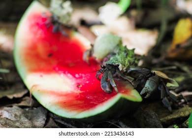 Closeup Group Of Hermit Crabs Eating The Watermelon