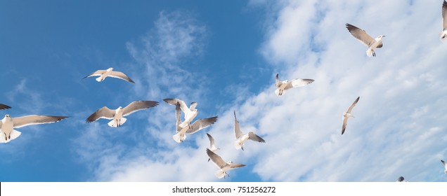 Close-up a group of large white seagulls soaring in the cloud blue sky. White wild birds flying against the sky. Concept for freedom. Panorama style.